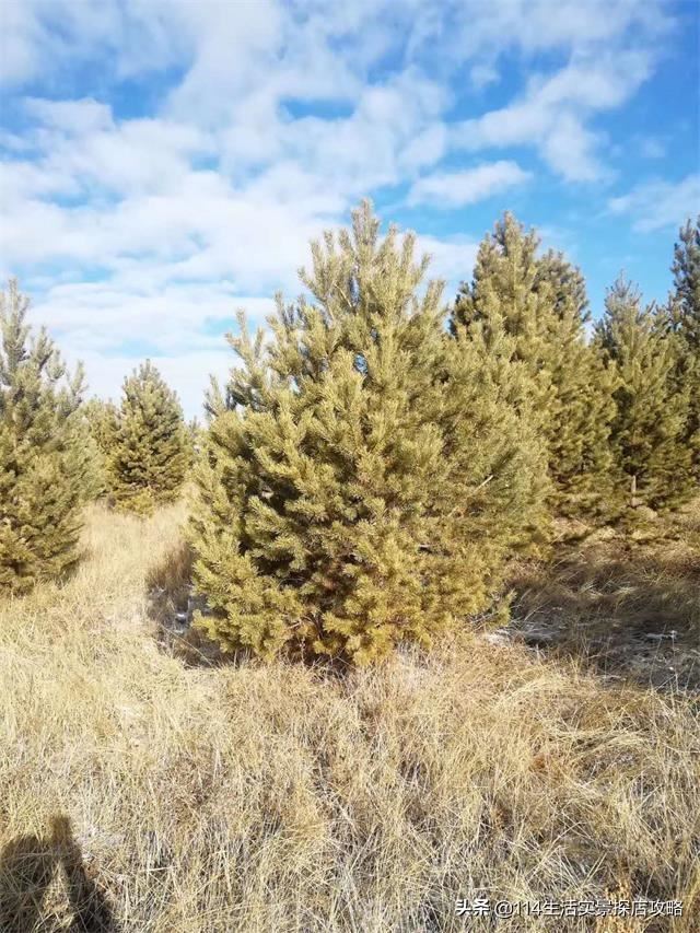 围场广宇苗木谈绿化，一个绿色的环境将给城市带来怎样的提升？