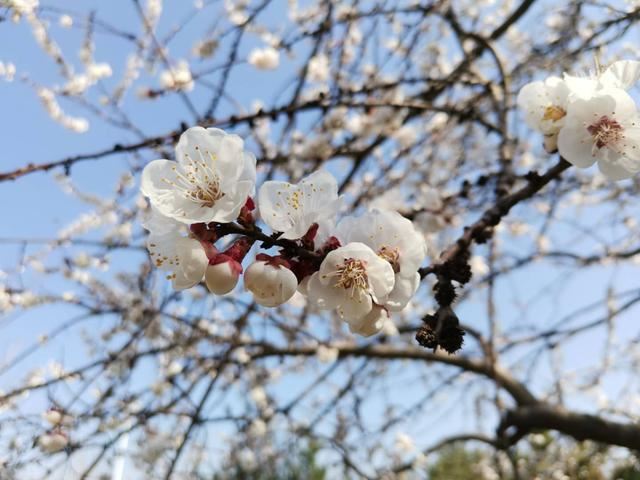 河北沙河：繁花似锦 满目春光