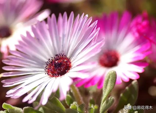多肉植物｜松叶菊日中花的辨识鉴赏与养护浅谈