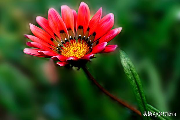 每日春花|扶郎花：更无柳絮倚风起，惟有扶郎向日倾