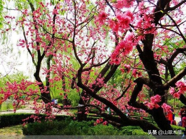 菊花桃，美成了仙