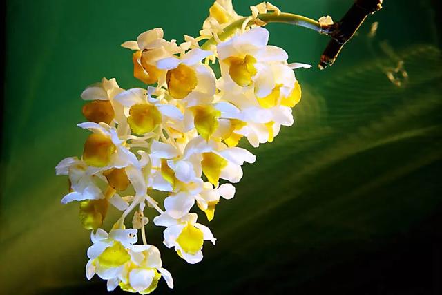 球花石斛～花姿优雅，花色鲜艳，玲珑可爱，气味芳香