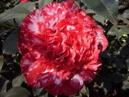 茶花是中国传统名花，世界名花之一，来看看有没有你喜欢的品种！