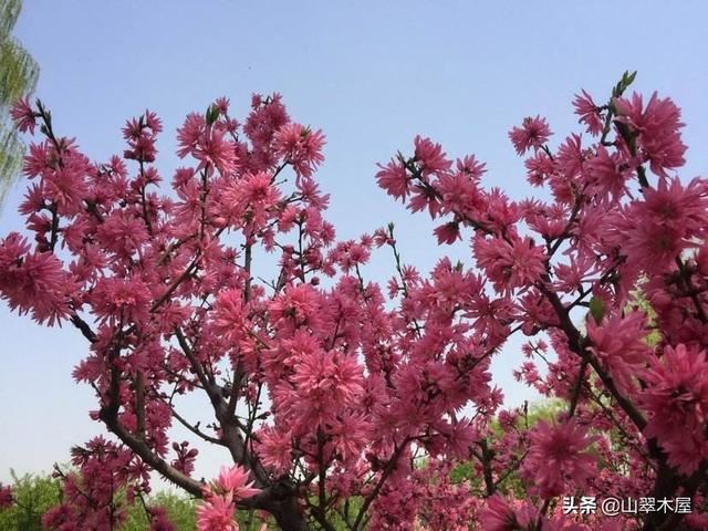 菊花桃，美成了仙