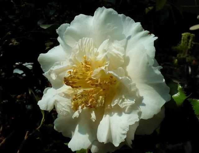 茶花是中国传统名花，世界名花之一，来看看有没有你喜欢的品种！