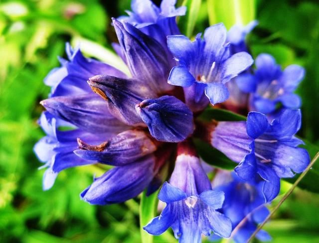 龙胆草，是一种比较罕见的植物，花淡紫红色