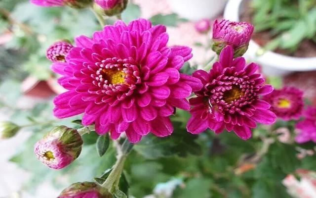 矮型四季菊～观赏花卉中的佳品