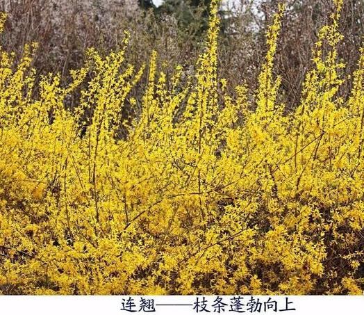 连翘早春开花，花开香气淡艳，满枝金黄，艳丽可爱