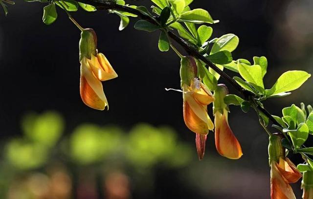 锦鸡儿又名金雀花，谦逊卑下幽雅整洁