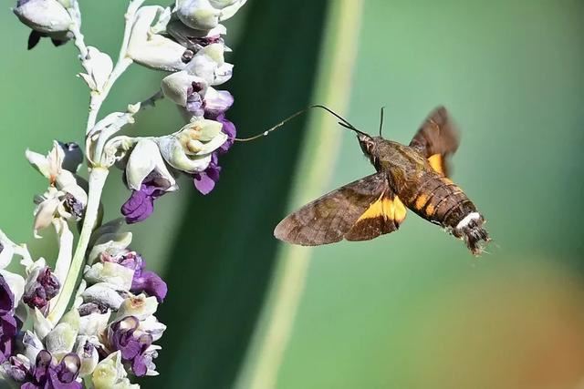 每日植物 | 再力花——素雅别致，水上天堂
