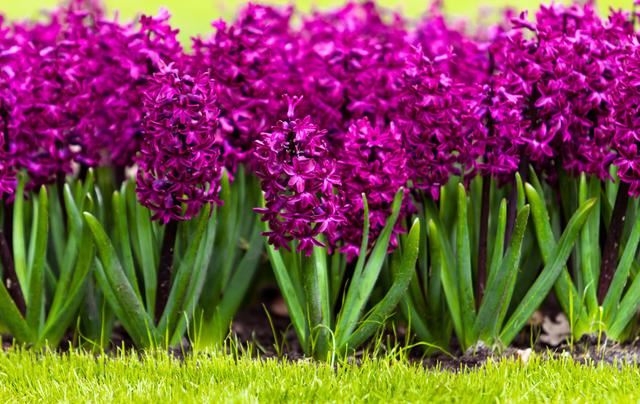 多年草本球根类植物，色彩丰富的风信子详情介绍