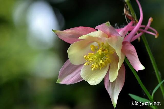 耧斗菜的鉴赏养护｜寻常巷陌，田野小草，娇艳不让名花