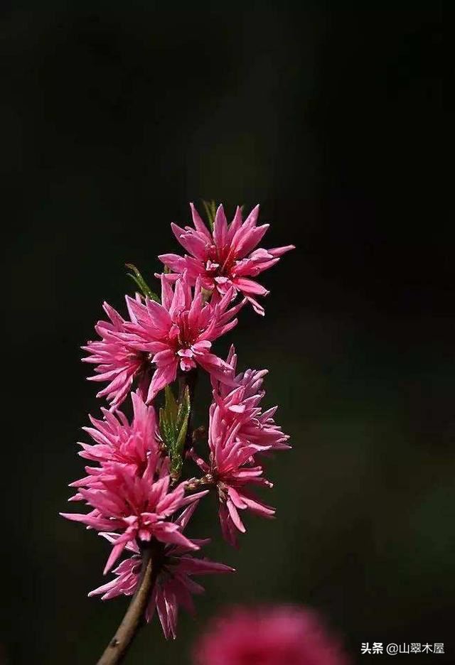 菊花桃，美成了仙