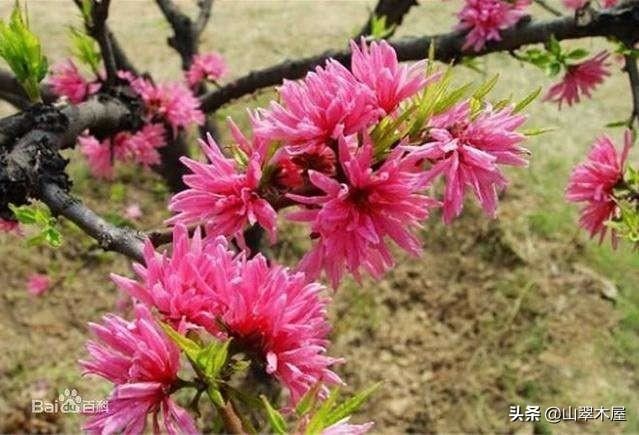 菊花桃，美成了仙