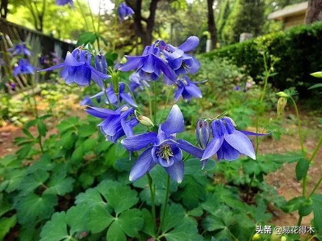 耧斗菜的鉴赏养护｜寻常巷陌，田野小草，娇艳不让名花