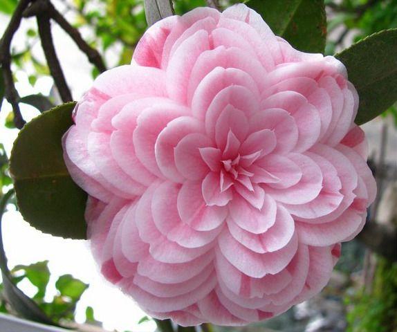 茶花是中国传统名花，世界名花之一，来看看有没有你喜欢的品种！