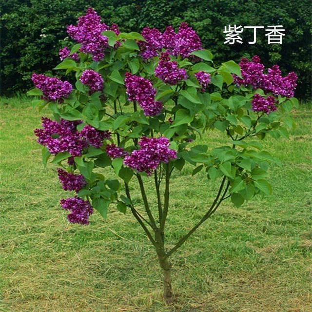 丁香，别名紫丁香，长江以北各庭园普遍栽培，花冠紫红色