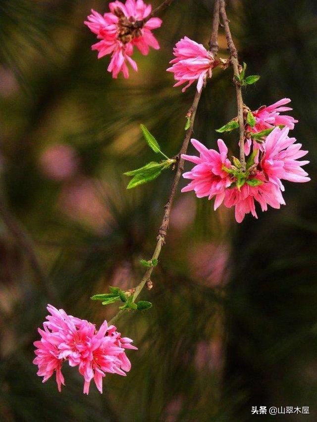 菊花桃，美成了仙