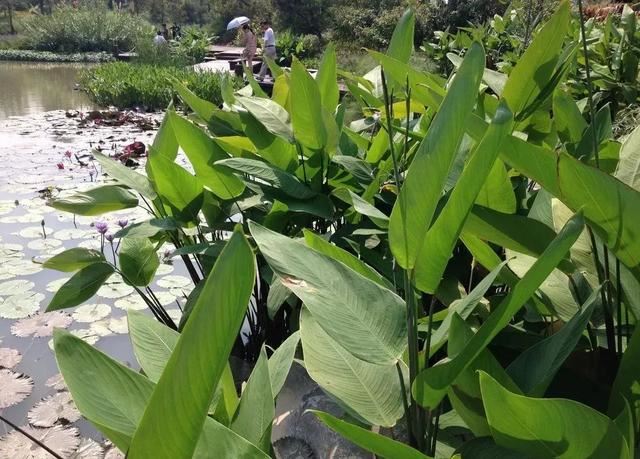 每日植物 | 再力花——素雅别致，水上天堂