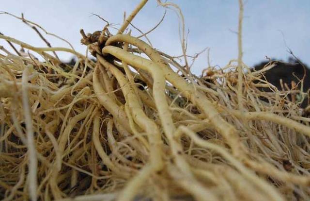 龙胆草，是一种比较罕见的植物，花淡紫红色