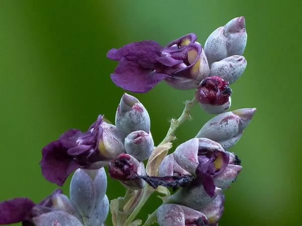 每日植物 | 再力花——素雅别致，水上天堂