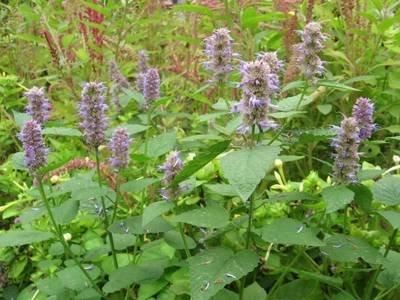 藿香本身是具有芳香味的植物，全株都具有香味，花冠淡紫蓝色