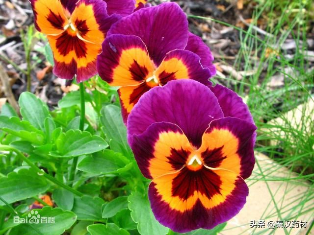 识花草：三色堇