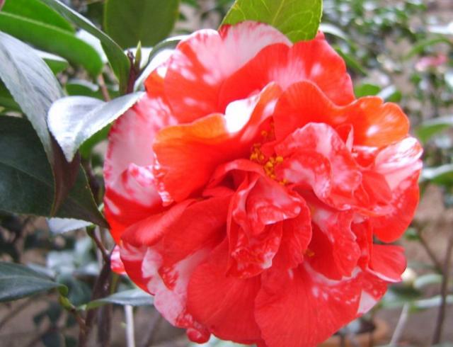 茶花是中国传统名花，世界名花之一，来看看有没有你喜欢的品种！