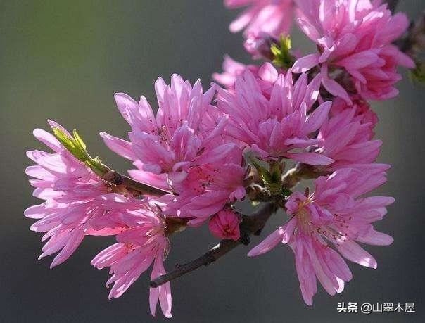 菊花桃，美成了仙