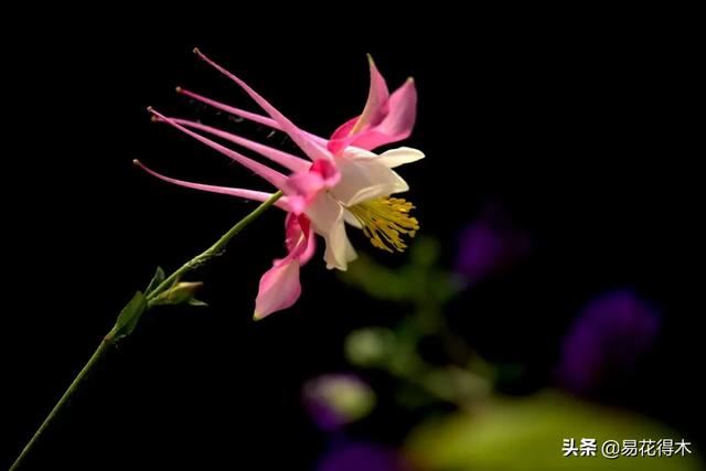 耧斗菜的鉴赏养护｜寻常巷陌，田野小草，娇艳不让名花