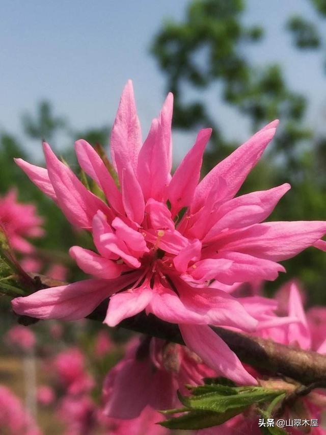 菊花桃，美成了仙