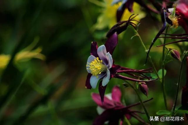 耧斗菜的鉴赏养护｜寻常巷陌，田野小草，娇艳不让名花