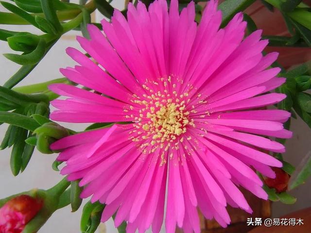 多肉植物｜松叶菊日中花的辨识鉴赏与养护浅谈