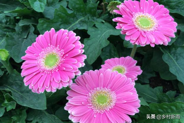 每日春花|扶郎花：更无柳絮倚风起，惟有扶郎向日倾