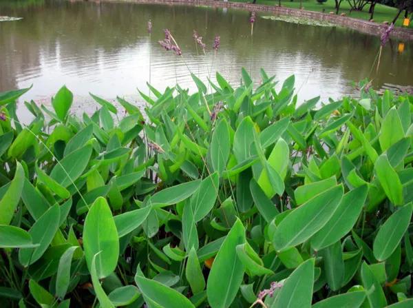 每日植物 | 再力花——素雅别致，水上天堂