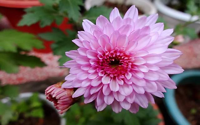 矮型四季菊～观赏花卉中的佳品