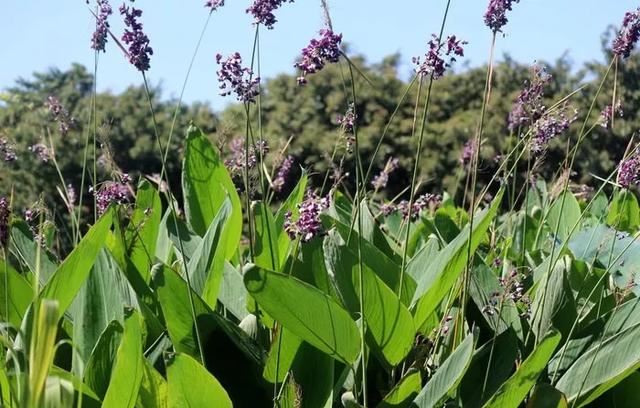每日植物 | 再力花——素雅别致，水上天堂