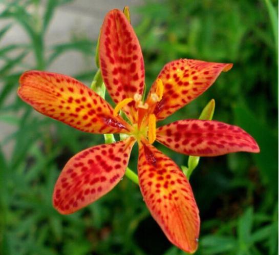 射干似蝶非蝶个性美，诚实中幸福逐渐到来