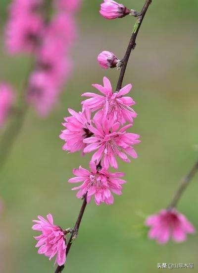 菊花桃，美成了仙