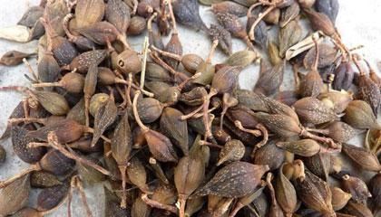 连翘早春开花，花开香气淡艳，满枝金黄，艳丽可爱