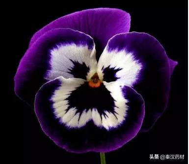 识花草：三色堇