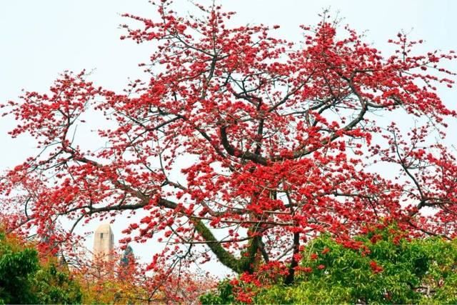 木棉纤维被誉为“植物软黄金”，花通常红色，有时橙红色