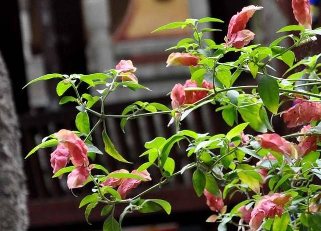 虾衣花花形奇特，花色多，学会嫩枝扦插的秘诀，拥有一座缤纷花园
