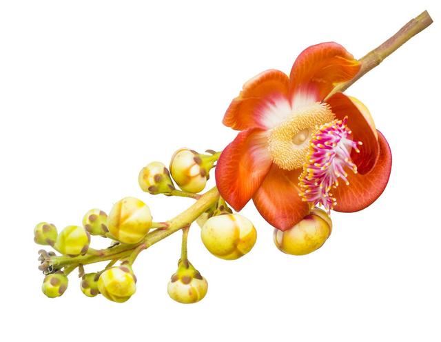 娇艳“炮弹花”