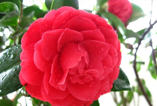 茶花是中国传统名花，世界名花之一，来看看有没有你喜欢的品种！