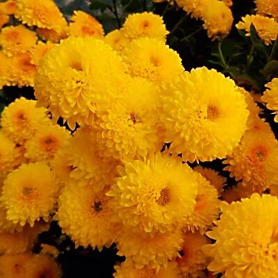 矮型四季菊～观赏花卉中的佳品