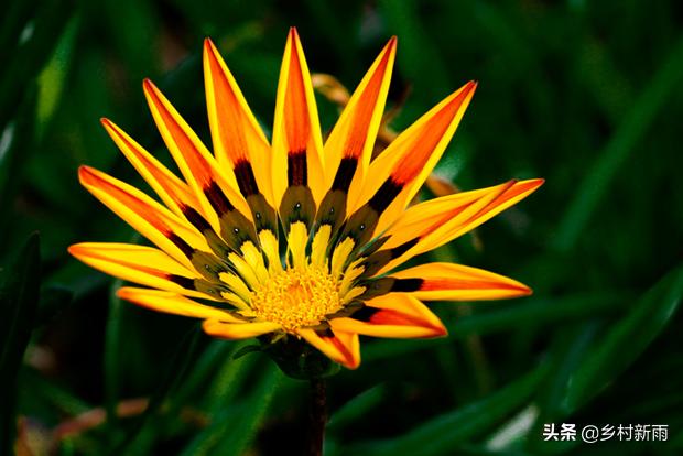 每日春花|扶郎花：更无柳絮倚风起，惟有扶郎向日倾