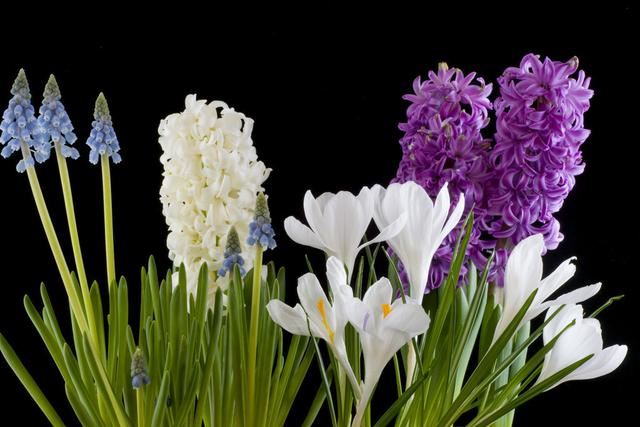 多年草本球根类植物，色彩丰富的风信子详情介绍