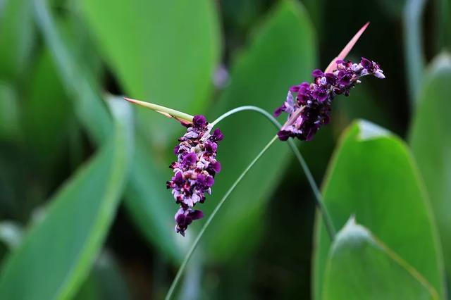 每日植物 | 再力花——素雅别致，水上天堂