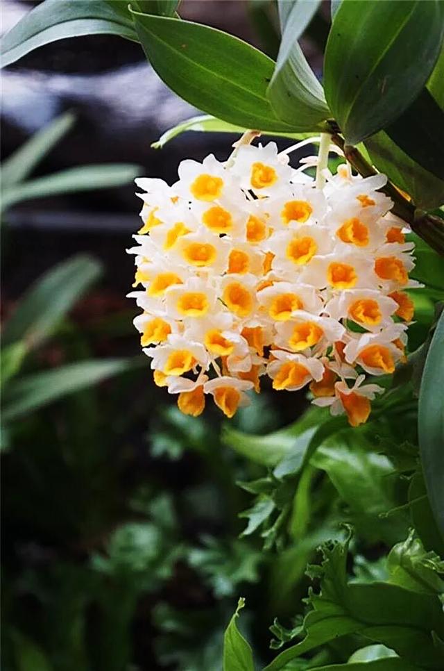 球花石斛～花姿优雅，花色鲜艳，玲珑可爱，气味芳香